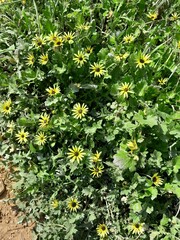 Arctotheca calendula