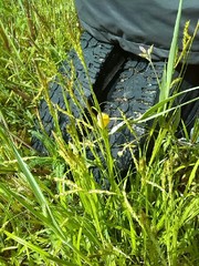 Carex sylvatica
