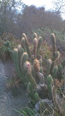 Coleocephalocereus fluminensis