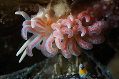 Phyllodesmium serratum