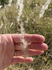 Bothriochloa laguroides
