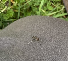 Aedes notoscriptus