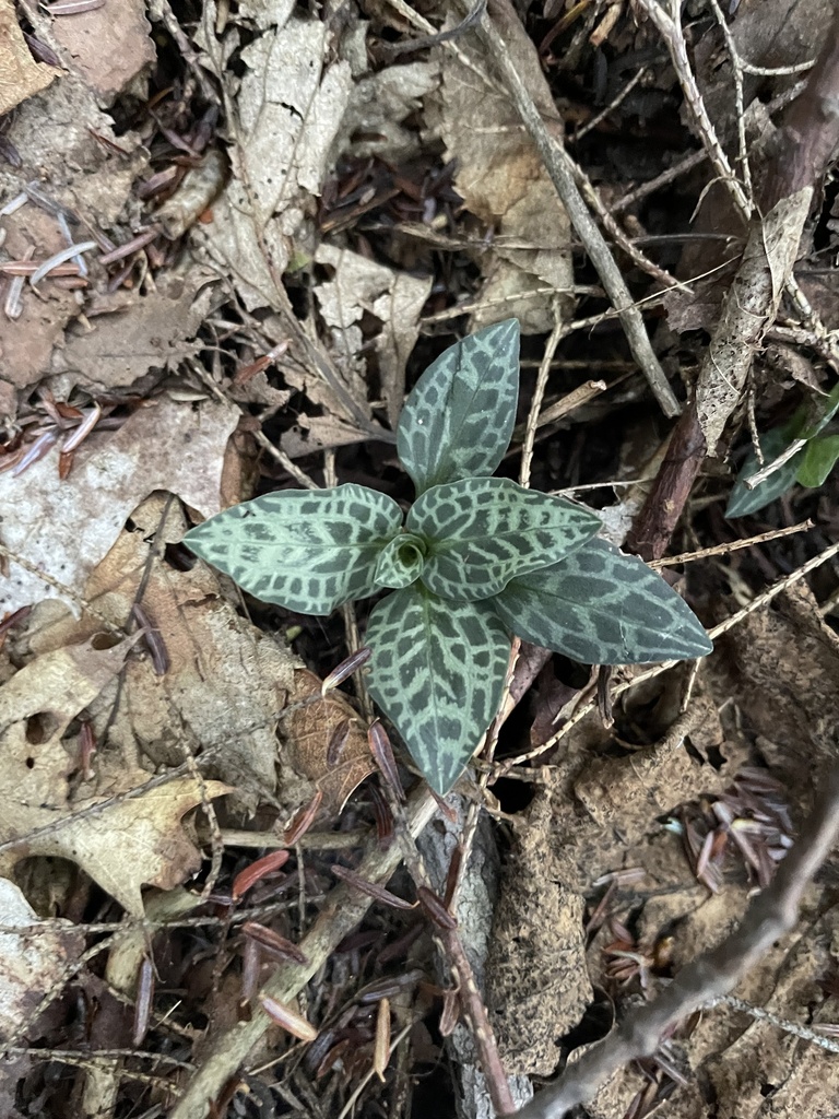 checkered rattlesnake plantain from Killarney, ON, CA on September 21
