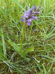 Dactylorhiza praetermissa junialis