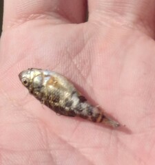 Cyprinodon variegatus