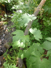 Filipendula camtschatica