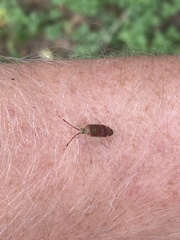 Pantilius tunicatus