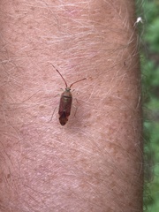 Pantilius tunicatus