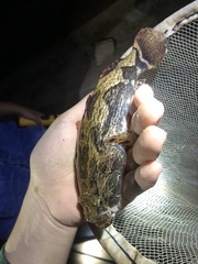 Oxyeleotris marmorata