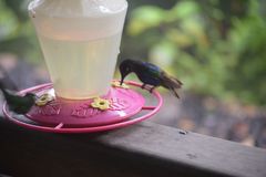 Boissonneaua jardini