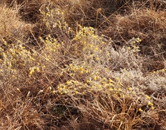 Lasiosiphon canoargenteus