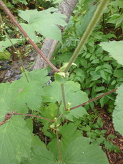 Filipendula camtschatica