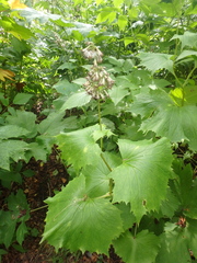 Parasenecio kamtschaticus