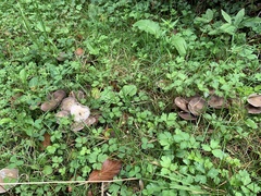 Psathyrella bipellis