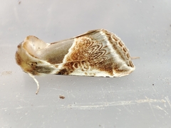 Habrosyne pyritoides