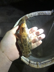 Oxyeleotris marmorata