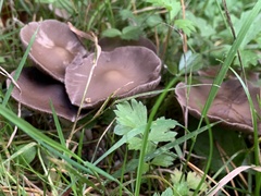Psathyrella bipellis