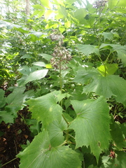 Parasenecio kamtschaticus