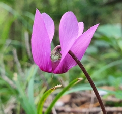 Cyclamen purpurascens