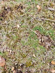 Selaginella nivea
