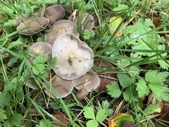 Psathyrella bipellis