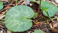 Cyclamen purpurascens