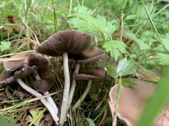 Psathyrella bipellis