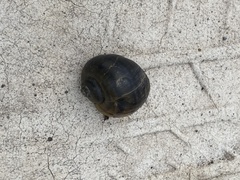 Pomacea canaliculata