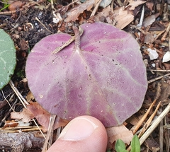 Cyclamen purpurascens