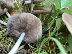 Psathyrella bipellis