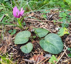 Cyclamen purpurascens
