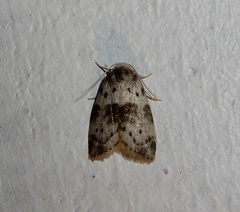 Stictane fractilinea