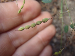 Desmodium retinens