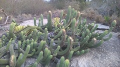 Coleocephalocereus fluminensis