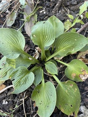 Hosta