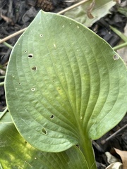 Hosta