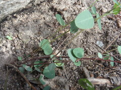 Desmodium retinens