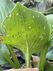Hosta