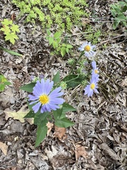 Symphyotrichum anomalum