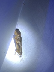 Gryllotalpa orientalis