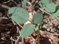 Desmodium retinens
