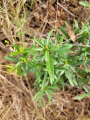 Elaeodendron transvaalense