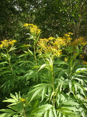 Jacobaea cannabifolia