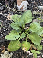Hosta