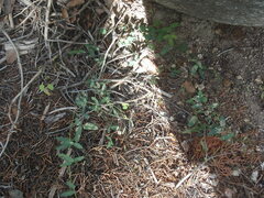 Desmodium retinens