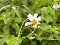 Bidens pilosa