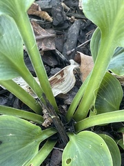 Hosta