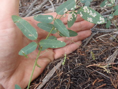 Desmodium retinens