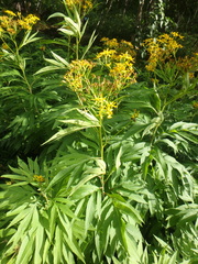 Jacobaea cannabifolia