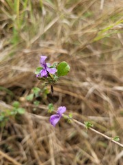 Dyschoriste rogersii